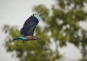 Identifique aves com o celular - Saiba como! ( imagem: Freepik)