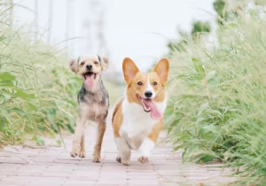 Aplicativos para rastrear pet em tempo real